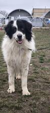 TEDDY, Hund, Karakachan-Mix in Italien - Bild 4