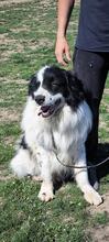 TEDDY, Hund, Karakachan-Mix in Italien - Bild 5