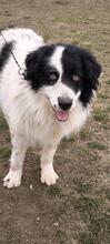 TEDDY, Hund, Karakachan-Mix in Italien - Bild 6