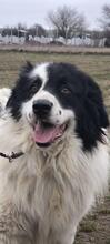 TEDDY, Hund, Karakachan-Mix in Italien - Bild 7
