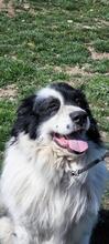 TEDDY, Hund, Karakachan-Mix in Italien - Bild 8