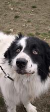 TEDDY, Hund, Karakachan-Mix in Italien - Bild 9
