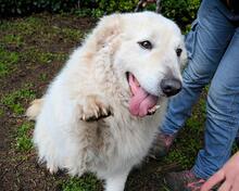 TALLULAH, Hund, Maremmano-Mix in Italien
