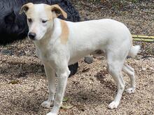 ROCCO, Hund, Mischlingshund in Italien - Bild 1