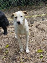 ROCCO, Hund, Mischlingshund in Italien - Bild 2