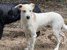 ROCCO, Hund, Mischlingshund in Italien - Bild 3