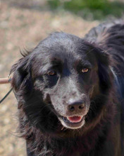 IBIZA, Hund, Mischlingshund in Italien