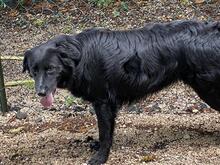 IBIZA, Hund, Mischlingshund in Kirchlengern - Bild 1