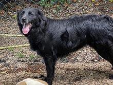 IBIZA, Hund, Mischlingshund in Kirchlengern - Bild 2