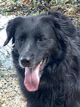 IBIZA, Hund, Mischlingshund in Kirchlengern - Bild 3