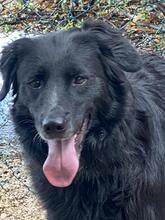 IBIZA, Hund, Mischlingshund in Kirchlengern - Bild 4
