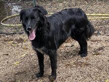 IBIZA, Hund, Mischlingshund in Kirchlengern - Bild 5