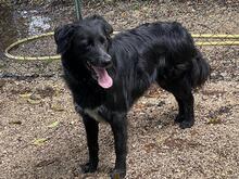 IBIZA, Hund, Mischlingshund in Kirchlengern - Bild 6