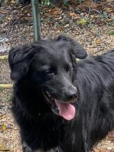 IBIZA, Hund, Mischlingshund in Kirchlengern - Bild 8