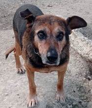 JAYKO, Hund, Mischlingshund in Spanien - Bild 1