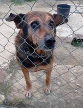 JAYKO, Hund, Mischlingshund in Spanien - Bild 2