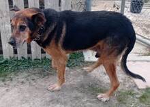 JAYKO, Hund, Mischlingshund in Spanien - Bild 3