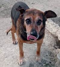 JAYKO, Hund, Mischlingshund in Spanien - Bild 4