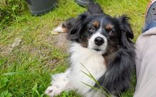 BLAIR, Hund, Mischlingshund in Hildesheim - Bild 1