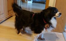 BLAIR, Hund, Mischlingshund in Hildesheim - Bild 2