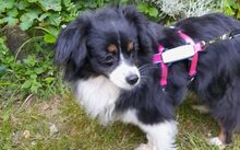 BLAIR, Hund, Mischlingshund in Hildesheim - Bild 3