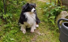 BLAIR, Hund, Mischlingshund in Hildesheim - Bild 4
