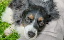 BLAIR, Hund, Mischlingshund in Hildesheim - Bild 5