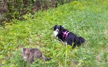 BLAIR, Hund, Mischlingshund in Hildesheim - Bild 6