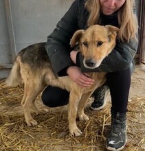 MANCS, Hund, Deutscher Schäferhund-Mix in Ungarn - Bild 1