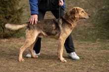 MANCS, Hund, Deutscher Schäferhund-Mix in Ungarn - Bild 2