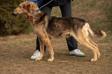 MANCS, Hund, Deutscher Schäferhund-Mix in Ungarn - Bild 3