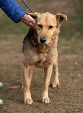 MANCS, Hund, Deutscher Schäferhund-Mix in Ungarn - Bild 4