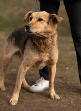 MANCS, Hund, Deutscher Schäferhund-Mix in Ungarn - Bild 5
