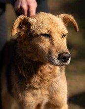 MANCS, Hund, Deutscher Schäferhund-Mix in Ungarn - Bild 7