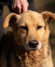 MANCS, Hund, Deutscher Schäferhund-Mix in Ungarn - Bild 8