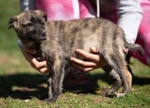 ALLIE, Hund, Mischlingshund in Ungarn - Bild 1