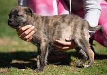 ALLIE, Hund, Mischlingshund in Ungarn - Bild 2