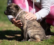 ALLIE, Hund, Mischlingshund in Ungarn - Bild 3
