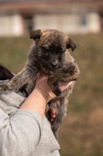 ALLIE, Hund, Mischlingshund in Ungarn - Bild 5