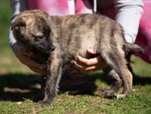 ALLIE, Hund, Mischlingshund in Ungarn - Bild 6