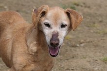 LARICE, Hund, Dackel-Mix in Italien - Bild 1
