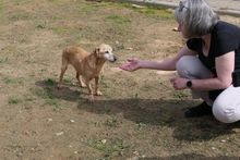 LARICE, Hund, Dackel-Mix in Italien - Bild 10