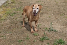 LARICE, Hund, Dackel-Mix in Italien - Bild 2