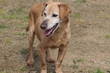 LARICE, Hund, Dackel-Mix in Italien - Bild 3