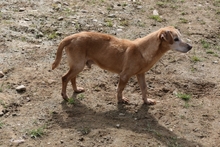 LARICE, Hund, Dackel-Mix in Italien - Bild 4