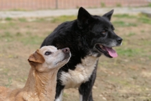 LARICE, Hund, Dackel-Mix in Italien - Bild 5
