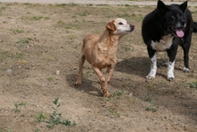 LARICE, Hund, Dackel-Mix in Italien - Bild 6