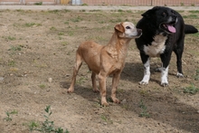 LARICE, Hund, Dackel-Mix in Italien - Bild 7