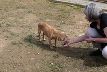 LARICE, Hund, Dackel-Mix in Italien - Bild 8