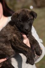 ASIA, Hund, Mischlingshund in Ungarn - Bild 2